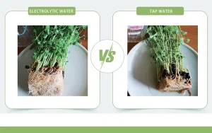 Electrolytic Ozone Water vs. Tap Water: A Compa... Electrolytic Ozone Water vs. Tap Water: A Compa...
