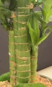 Electrolyzed ozone water revitalises plants! It...