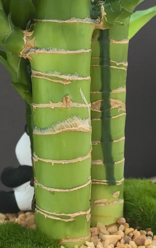 The leaves are shiny and upright, with water droplets evenly distributed, indicating excellent moisture retention.

The stems are a richer, more vibrant green with a glossy surface, giving them a more vibrant appearance.

Even the older stems at the bottom show the moisturising effect of water penetration.